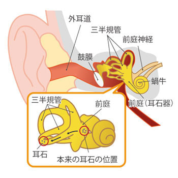 耳の仕組み
