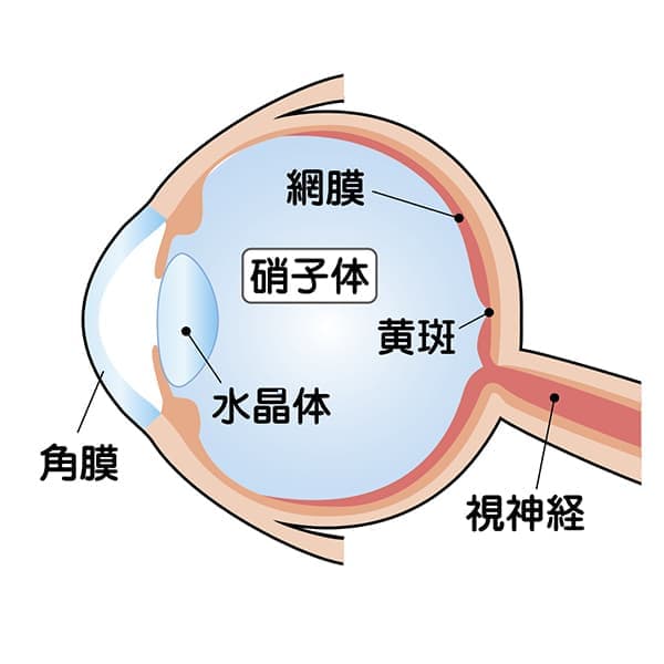 目のしくみ