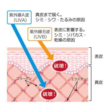肌の断面図